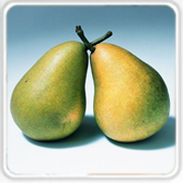 pear.jpg